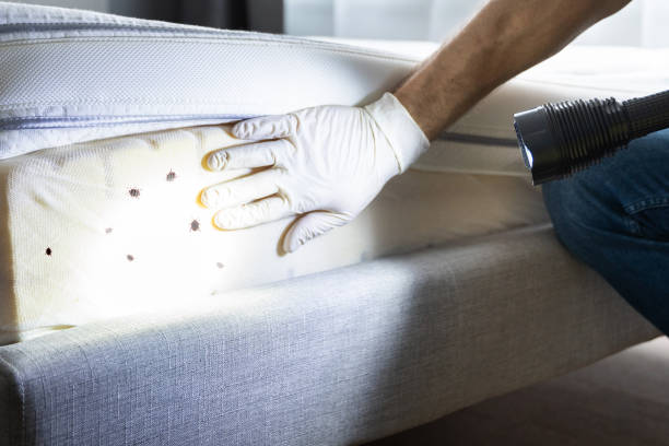 Best Flea Control Services  in Rainbow Park, FL